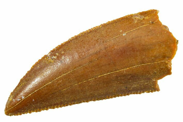Serrated Raptor Tooth - Real Dinosaur Tooth #364837